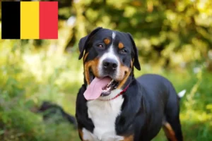 Lee más sobre el artículo Gran Perro Suizo de Montaña criador y cachorros en Bélgica