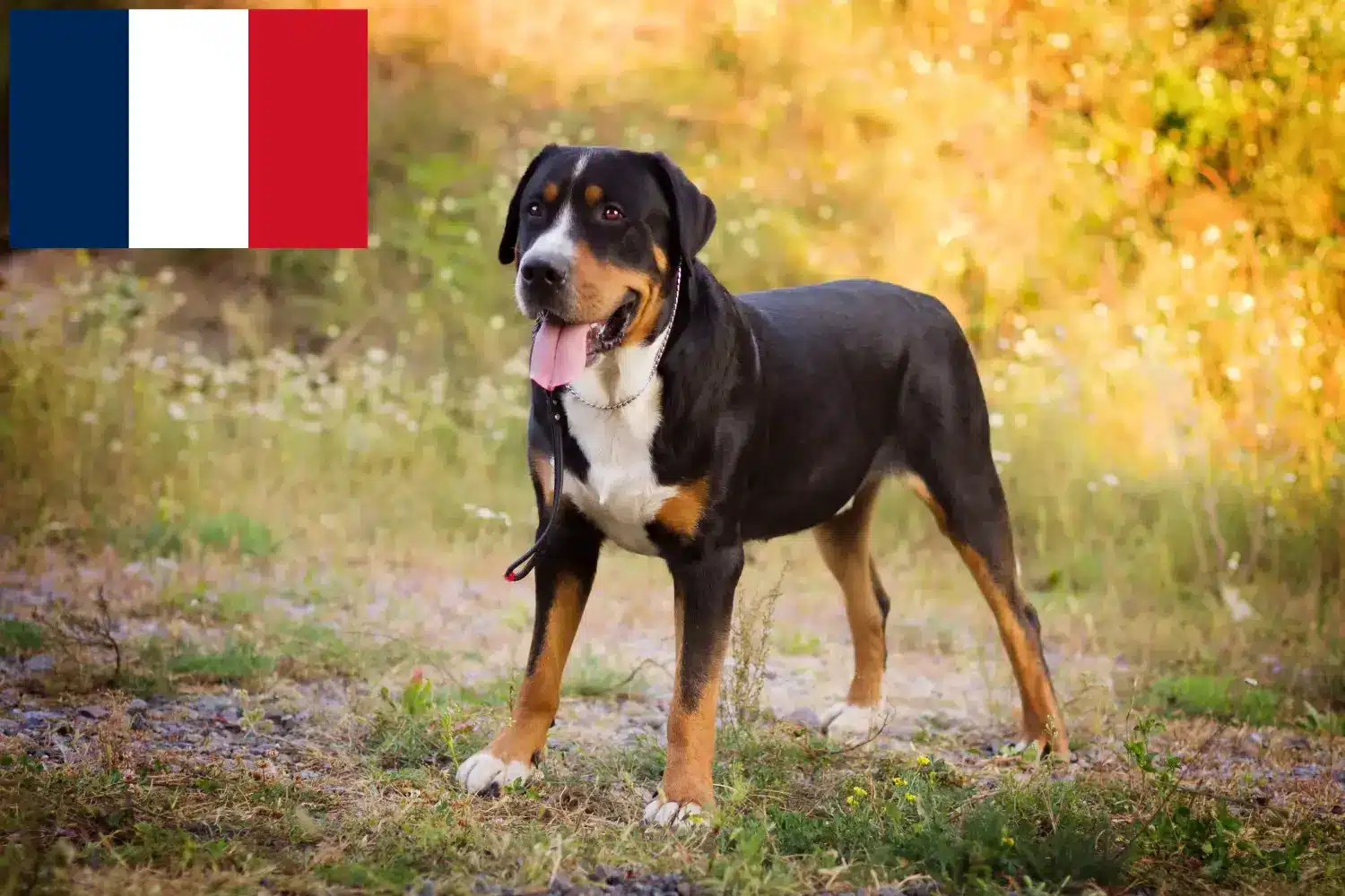 Lee más sobre el artículo Gran Perro Suizo de Montaña criador y cachorros en Francia