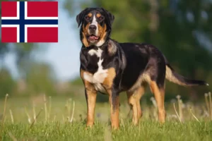 Lee más sobre el artículo Gran Perro Suizo de Montaña criador y cachorros en Noruega