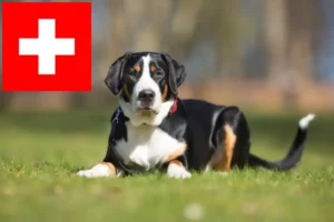 Lee más sobre el artículo Criador de perros grandes de montaña suizos y cachorros en Suiza