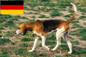 Lee más sobre el artículo Criadores y cachorros de Grand Anglo-Français en Alemania