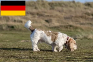 Lee más sobre el artículo Grand Basset Griffon Vendéen criadores y cachorros en Alemania