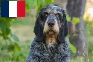 Lee más sobre el artículo Criadores y cachorros de Grifón Azul de Gascuña en Francia
