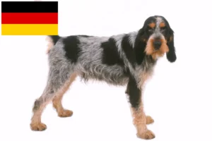 Lee más sobre el artículo Criadores de Grifón Azul de Gascuña y cachorros en Alemania