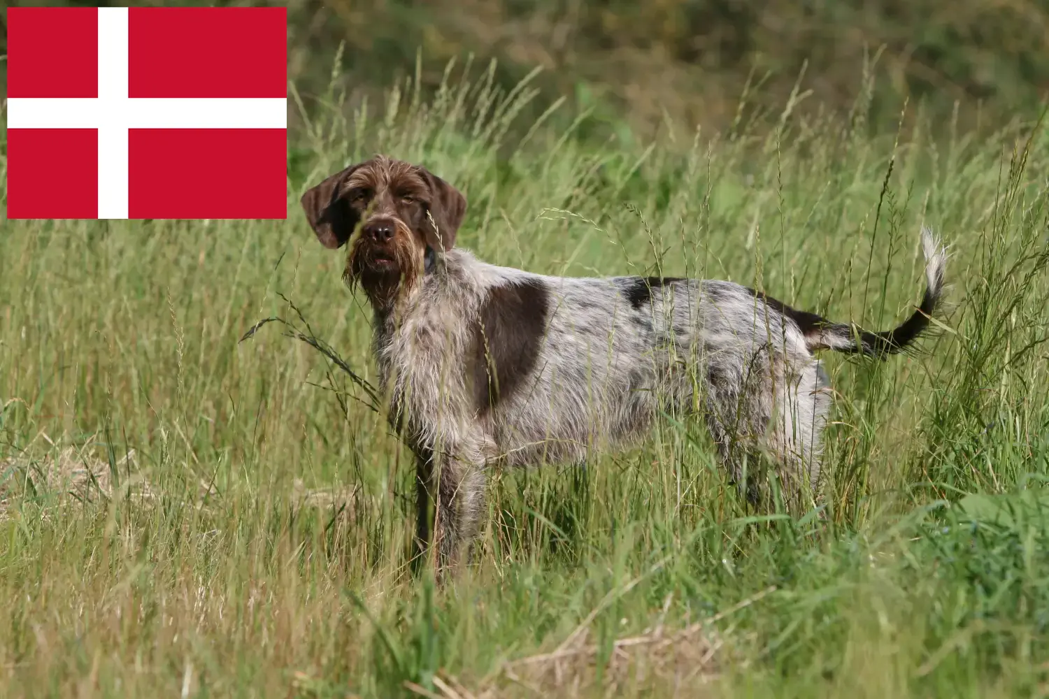 Lee más sobre el artículo Griffon d’arrêt à poil dur Criador y cachorros en Dinamarca