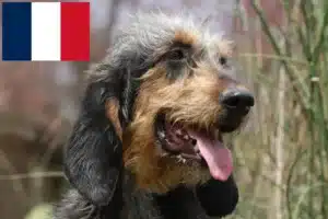 Lee más sobre el artículo Criadores de Griffon Nivernais y cachorros en Francia