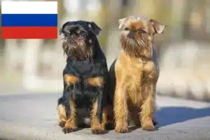 Lee más sobre el artículo Criadores de Grifón enano belga y cachorros en Rusia