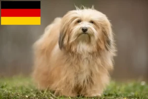 Lee más sobre el artículo Criadores de Bichón Habanero y cachorros en Alemania