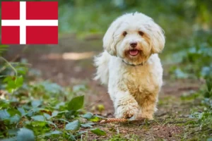 Lee más sobre el artículo Criadores de Bichón Habanero y cachorros en Dinamarca