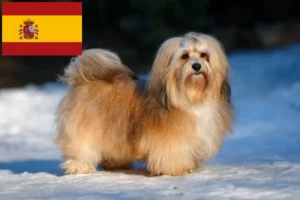 Lee más sobre el artículo Criadores y cachorros de Habanero en España