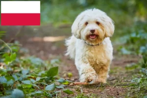 Lee más sobre el artículo Criadores de Bichón Habanero y cachorros en Polonia