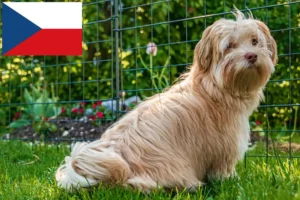 Lee más sobre el artículo Criadores de Bichón Habanero y cachorros en la República Checa