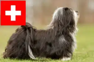 Lee más sobre el artículo Criadores de Bichón Habanero y cachorros en Suiza