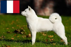 Lee más sobre el artículo Criadores y cachorros de Hokkaido en Francia