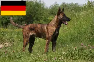 Lee más sobre el artículo Hollandse Herdershond criadores y cachorros en Alemania