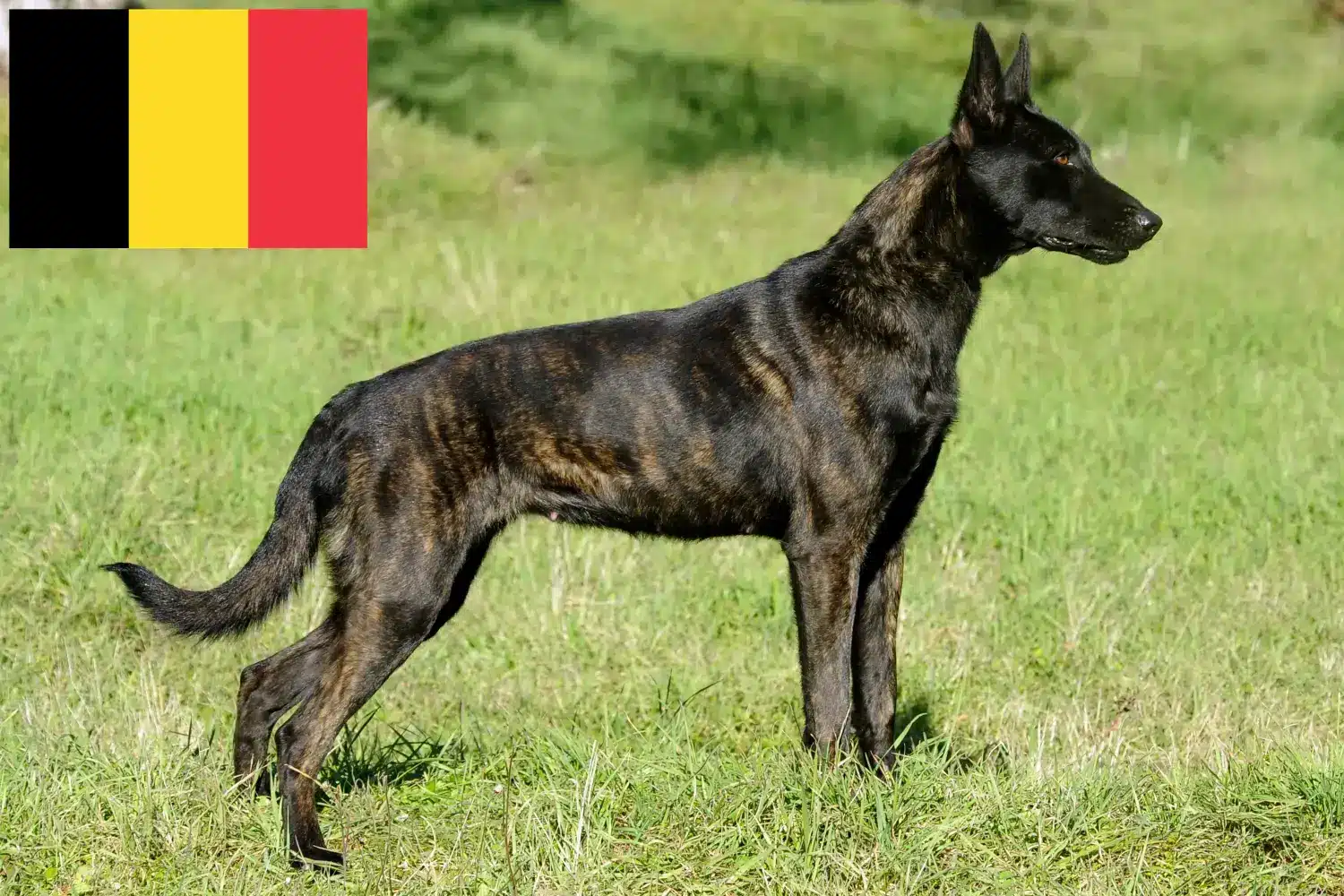 Lee más sobre el artículo Hollandse Herdershond criadores y cachorros en Bélgica