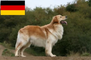 Lee más sobre el artículo Hovawart criadores y cachorros en Alemania