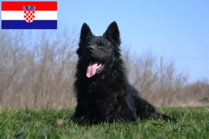 Lee más sobre el artículo Hrvatski ovčar criadores y cachorros en Croacia