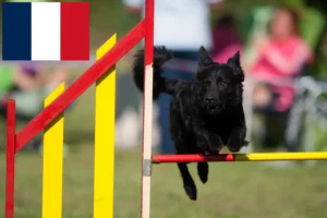 Lee más sobre el artículo Criadores y cachorros de Hrvatski ovčar en Francia