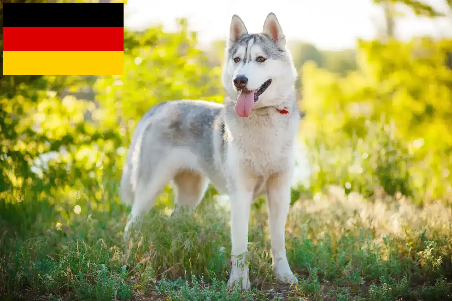 Lee más sobre el artículo Criadores de huskys y cachorros en Alemania