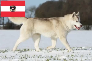 Lee más sobre el artículo Criadores de huskys y cachorros en Austria