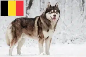 Lee más sobre el artículo Criadores de huskys y cachorros en Bélgica