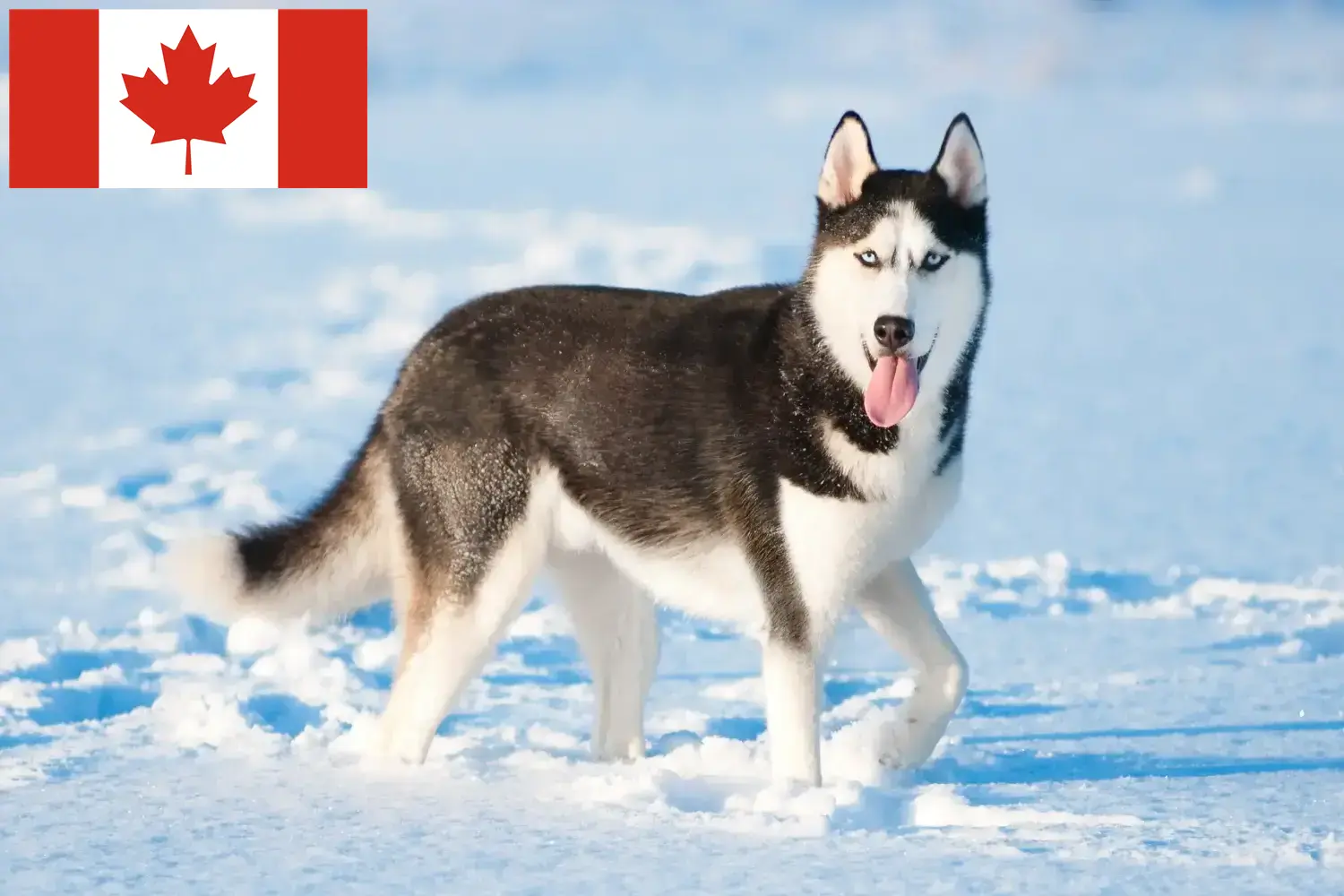 Lee más sobre el artículo Criadores de huskys y cachorros en Canadá