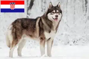 Lee más sobre el artículo Criadores de huskys y cachorros en Croacia