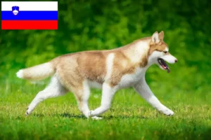 Lee más sobre el artículo Criadores de huskys y cachorros en Eslovenia