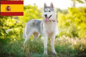 Lee más sobre el artículo Criadores de huskys y cachorros en España