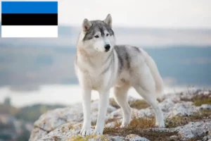 Lee más sobre el artículo Criadores de huskys y cachorros en Estonia