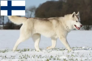 Lee más sobre el artículo Criadores de huskys y cachorros en Finlandia