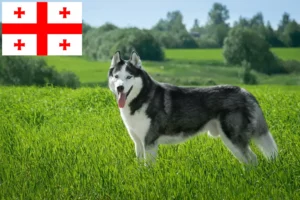 Lee más sobre el artículo Criadores de huskys y cachorros en Georgia