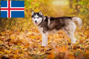 Lee más sobre el artículo Criadores de huskys y cachorros en Islandia