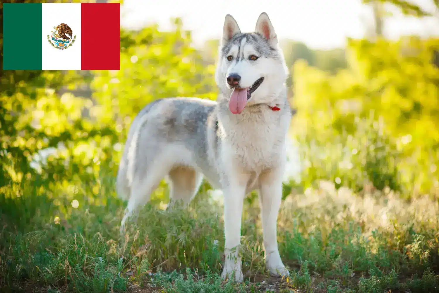 Lee más sobre el artículo Criadores de Husky y cachorros en México