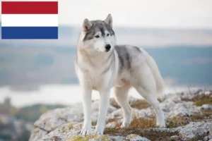 Lee más sobre el artículo Criadores de huskys y cachorros en los Países Bajos