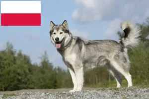 Lee más sobre el artículo Criadores de huskys y cachorros en Polonia