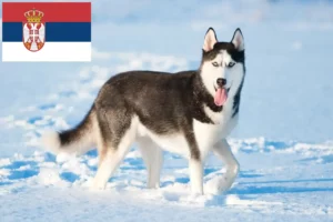 Lee más sobre el artículo Criadores de huskys y cachorros en Serbia