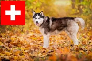 Lee más sobre el artículo Criadores de huskys y cachorros en Suiza