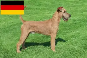 Lee más sobre el artículo Criadores y cachorros de Terrier irlandés en Alemania