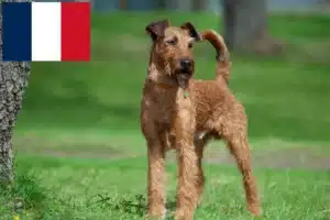 Lee más sobre el artículo Criadores y cachorros de Terrier irlandés en Francia