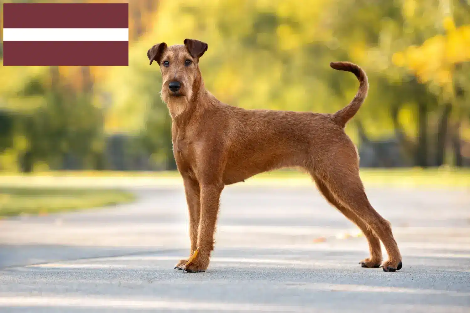 Lee más sobre el artículo Criadores y cachorros de Terrier irlandés en Letonia