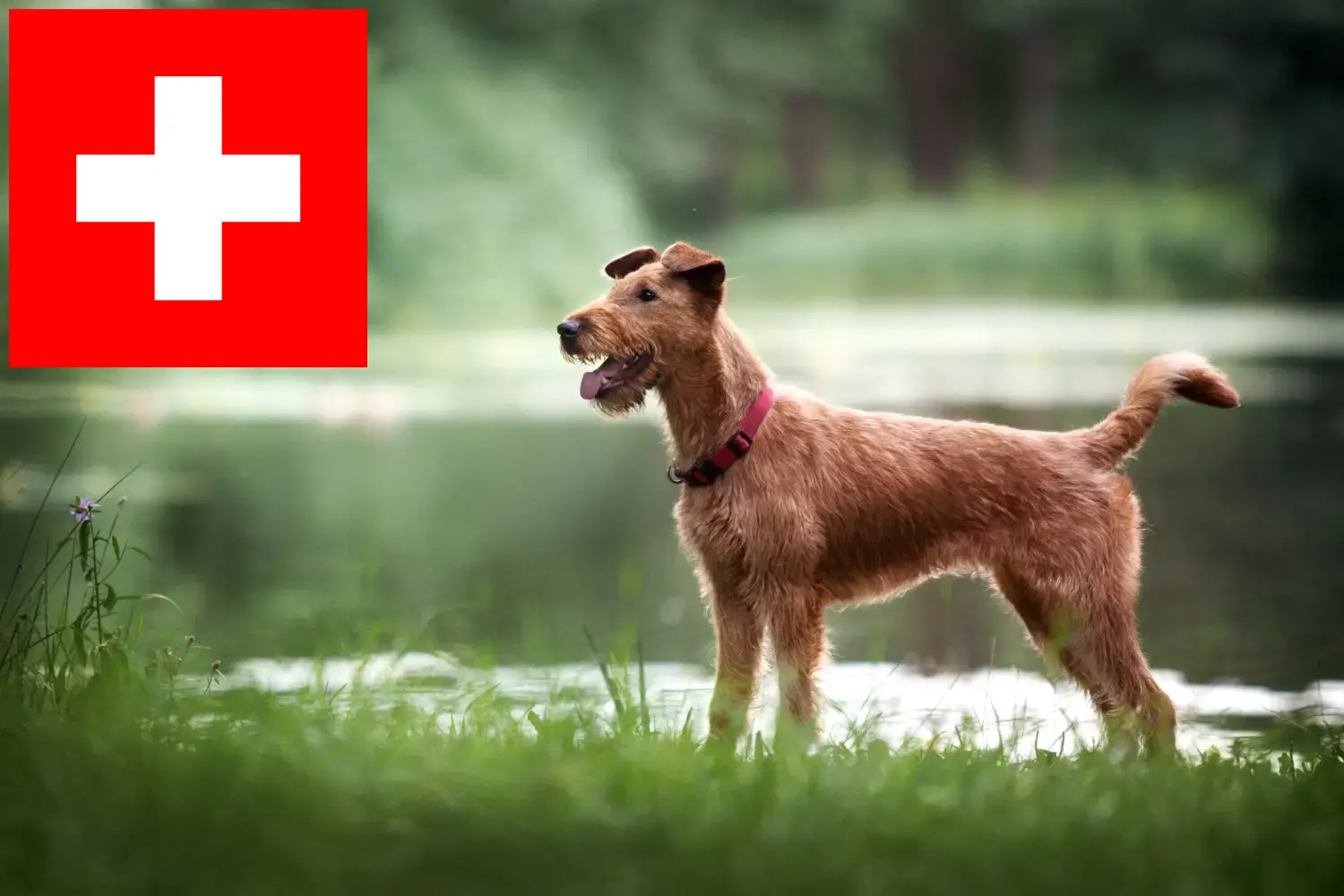 Lee más sobre el artículo Criadores y cachorros de Terrier irlandés en Suiza