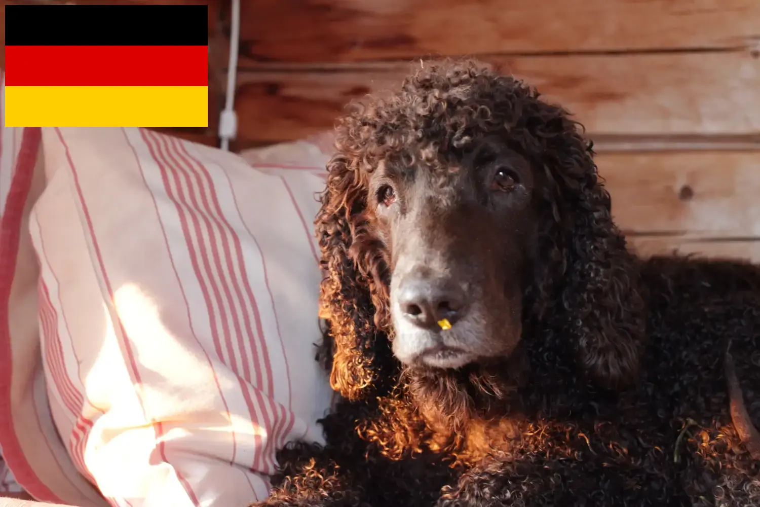 Lee más sobre el artículo Criadores y cachorros de Irish Water Spaniel en Alemania