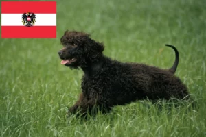 Lee más sobre el artículo Criadores de Irish Water Spaniel y cachorros en Austria