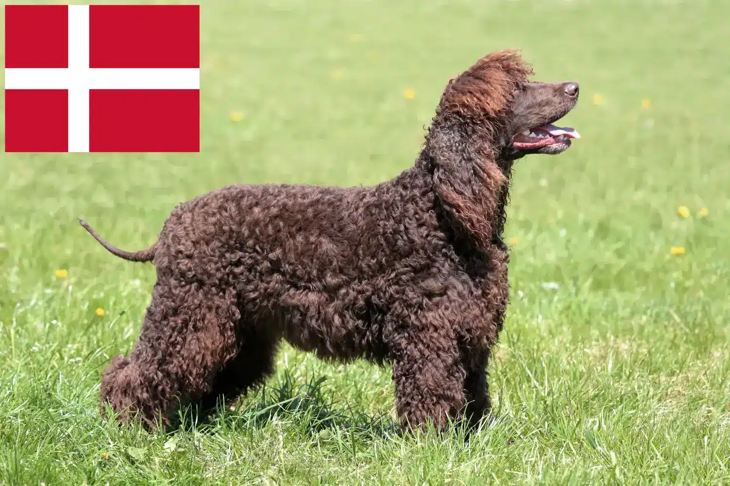 Lee más sobre el artículo Criadores de Irish Water Spaniel y cachorros en Dinamarca