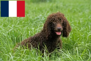 Lee más sobre el artículo Criadores de Irish Water Spaniel y cachorros en Francia