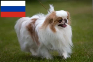 Lee más sobre el artículo Criadores y cachorros de Chin de Japón en Rusia