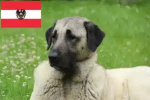 Lee más sobre el artículo Criadores de Kangal y cachorros en Austria