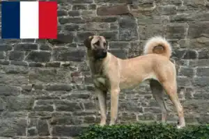 Lee más sobre el artículo Criadores y cachorros de Kangal en Francia